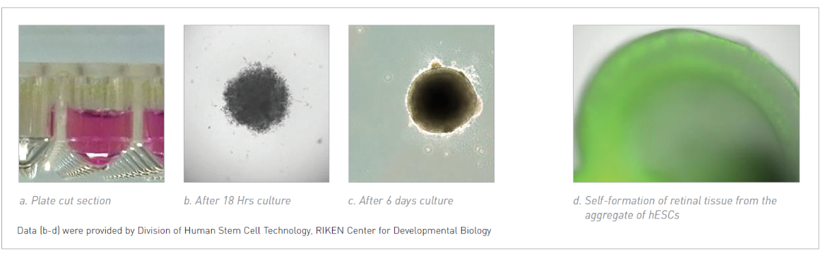 Retinal tissue formation from Human ES Cells