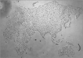 パターンどおりに培養された『細胞の世界地図』イメージ