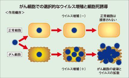 がん細胞での選択的なウイルス増殖と細胞死誘導イメージ
