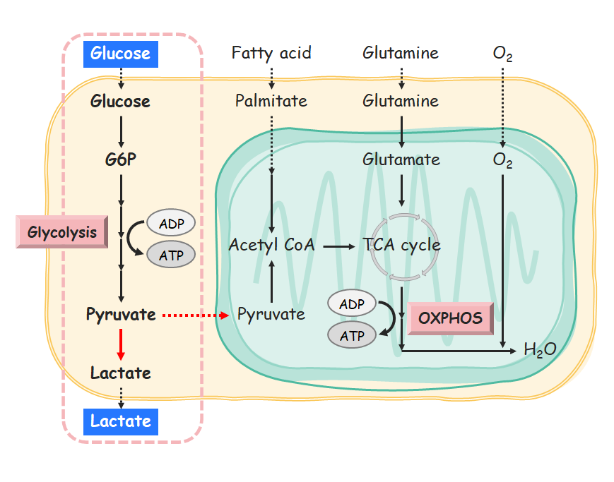 Evaluate Glucose Concentrations